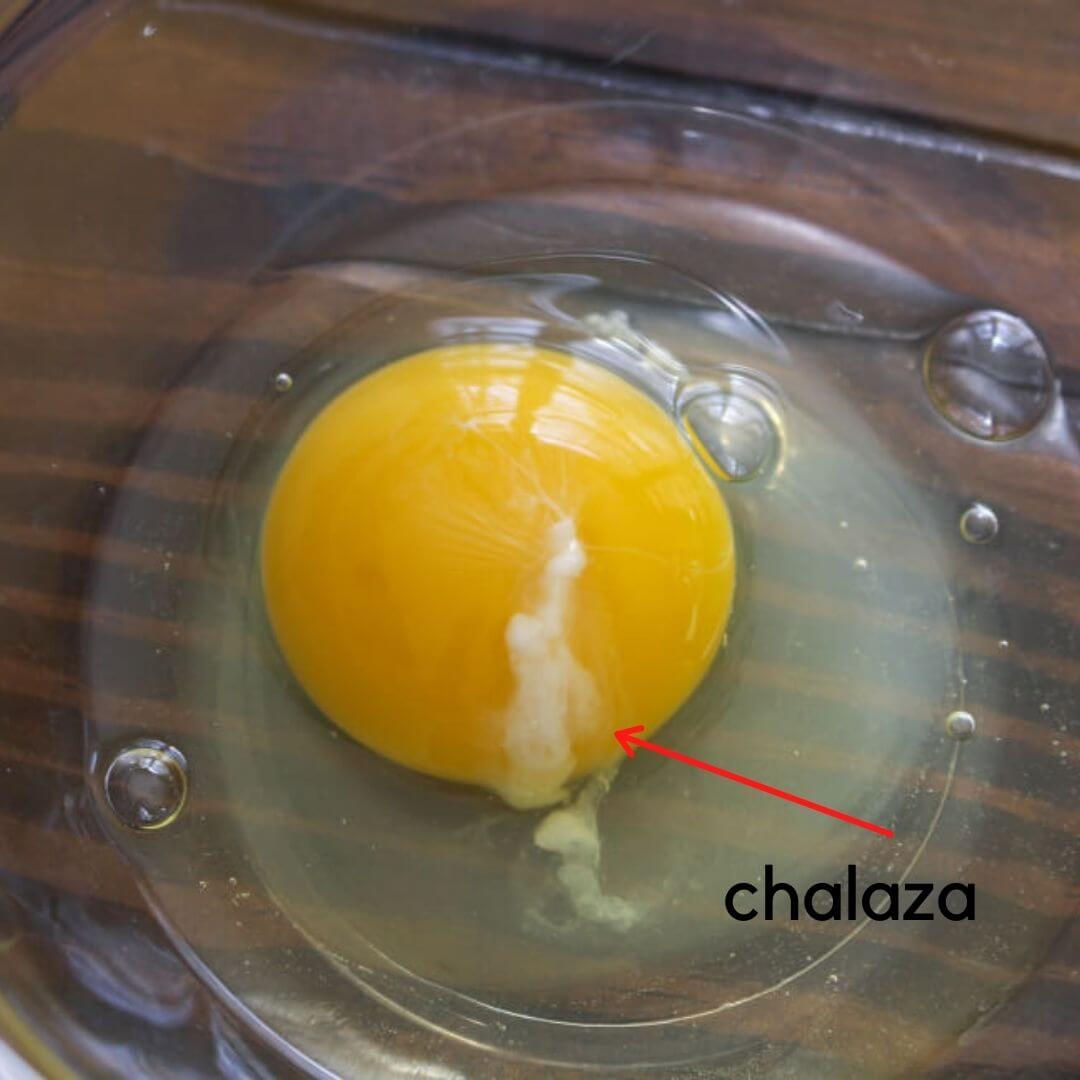 Chalaza Egg