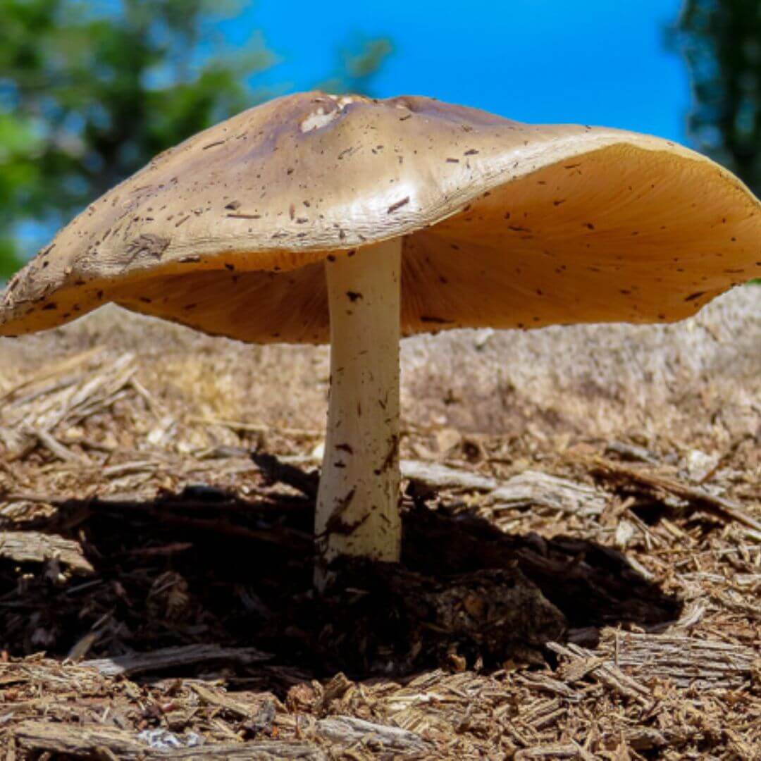 mushrooms at sam houston jones state park louisiana